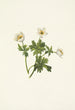 Renoncule des Alpes blanche Trollius albiflorus - Mary Vaux Walcott — artwork view