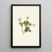 Renoncule des Alpes blanche Trollius albiflorus - Mary Vaux Walcott — framed artwork on a wall