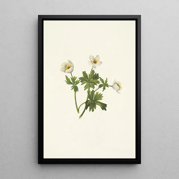 Renoncule des Alpes blanche Trollius albiflorus - Mary Vaux Walcott — framed artwork on a wall