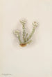 Bruyère blanche Phyllodoce grandiflora - Mary Vaux Walcott — artwork view
