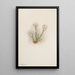 Bruyère blanche Phyllodoce grandiflora - Mary Vaux Walcott — framed artwork on a wall