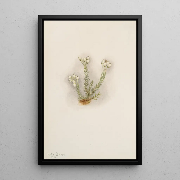Bruyère blanche Phyllodoce grandiflora - Mary Vaux Walcott — framed artwork on a wall