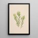 Castilléjie blanche Castilleja occidentalis - Mary Vaux Walcott — framed artwork on a wall