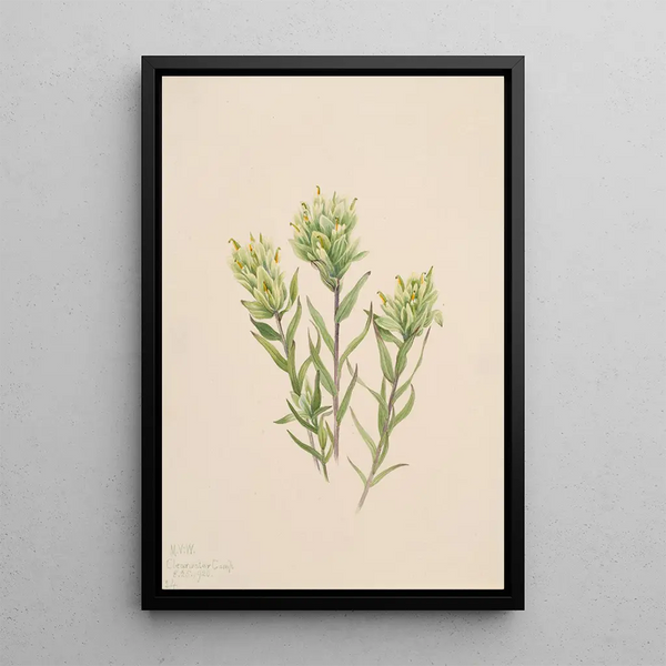 Castilléjie blanche Castilleja occidentalis - Mary Vaux Walcott — framed artwork on a wall