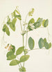 Pois blanc Lathyrus ochroleucus - Mary Vaux Walcott — artwork view
