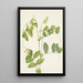 Pois blanc Lathyrus ochroleucus - Mary Vaux Walcott — framed artwork on a wall