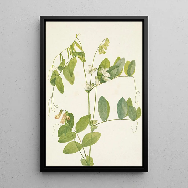 Pois blanc Lathyrus ochroleucus - Mary Vaux Walcott — framed artwork on a wall