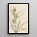 White Thistle - Mary Vaux Walcott — framed artwork on a wall