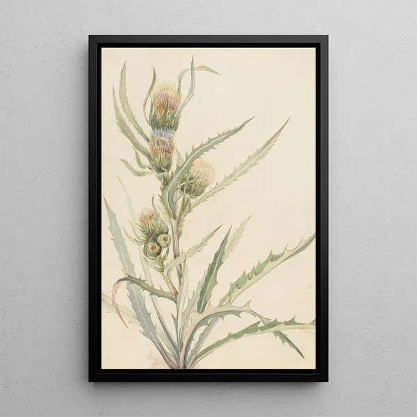 White Thistle - Mary Vaux Walcott — framed artwork on a wall