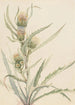 White Thistle - Mary Vaux Walcott — artwork view