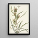 White Thistle Cirsium hookerianum - Mary Vaux Walcott — framed artwork on a wall