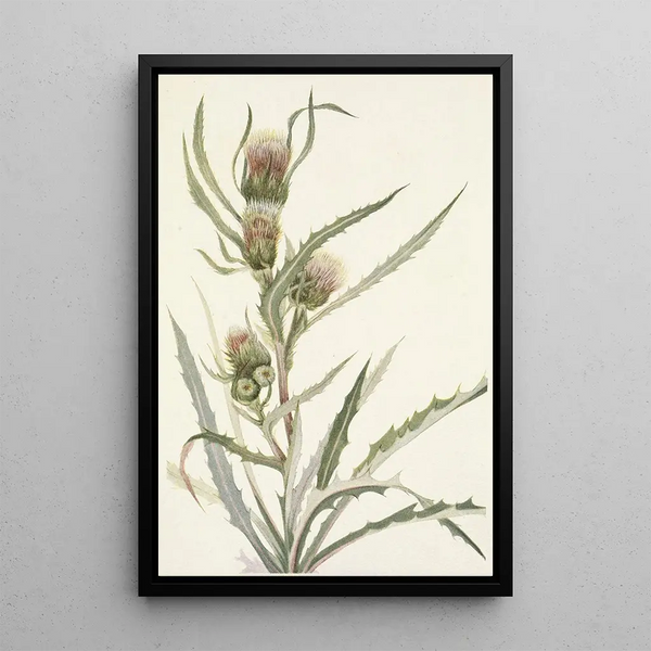 White Thistle Cirsium hookerianum - Mary Vaux Walcott — framed artwork on a wall