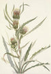 White Thistle Cirsium hookerianum - Mary Vaux Walcott — artwork view