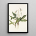 Érythrone blanche Erythronium albidum - Mary Vaux Walcott — framed artwork on a wall