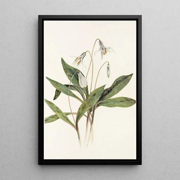 Érythrone blanche Erythronium albidum - Mary Vaux Walcott — framed artwork on a wall