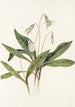 Érythrone blanche Erythronium albidum - Mary Vaux Walcott — artwork view