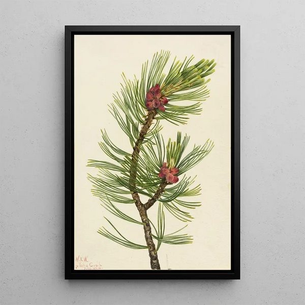 Pin à écorce blanche Pinus albicaulis - Mary Vaux Walcott — framed artwork on a wall