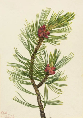 Mary Vaux Walcott - Whitebark Pine Pinus albicaulis.webp