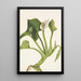 Calla sauvage Calla palustris - Mary Vaux Walcott — framed artwork on a wall