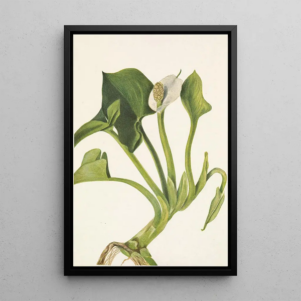 Calla sauvage Calla palustris - Mary Vaux Walcott — framed artwork on a wall
