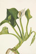 Calla sauvage Calla palustris - Mary Vaux Walcott — artwork view