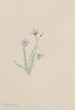 Lin sauvage Linum lewisii - Mary Vaux Walcott — artwork view