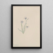 Lin sauvage Linum lewisii - Mary Vaux Walcott — framed artwork on a wall