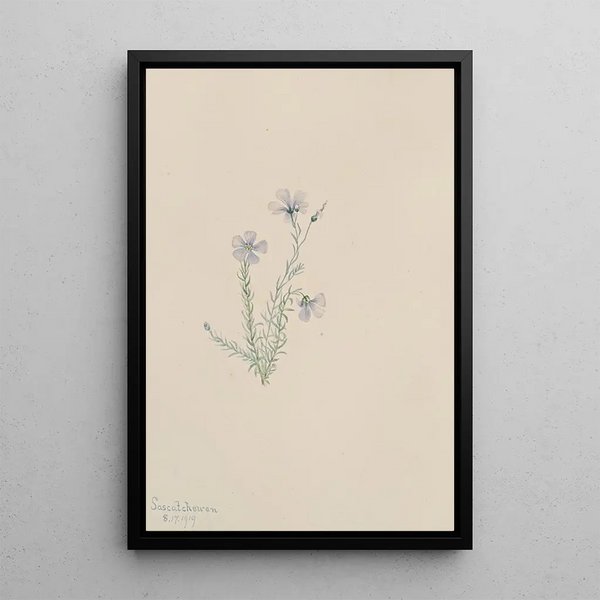 Lin sauvage Linum lewisii - Mary Vaux Walcott — framed artwork on a wall