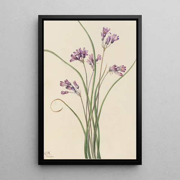 Jacinthe sauvage Brodiaea pulchella - Mary Vaux Walcott — framed artwork on a wall