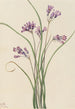 Jacinthe sauvage Brodiaea pulchella - Mary Vaux Walcott — artwork view