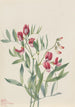 Pois sauvage Lathyrus decaphyllus - Mary Vaux Walcott — artwork view
