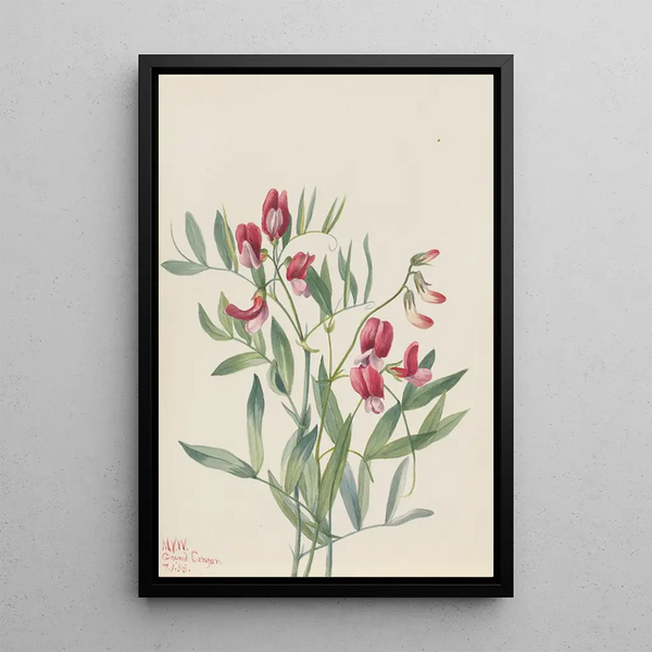 Pois sauvage Lathyrus decaphyllus - Mary Vaux Walcott — framed artwork on a wall