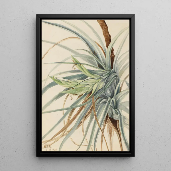 Ananas sauvage Tillandsia fasciculata - Mary Vaux Walcott — framed artwork on a wall