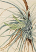 Ananas sauvage Tillandsia fasciculata - Mary Vaux Walcott — artwork view
