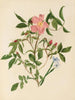 Rose sauvage et herbe aux yeux bleus - Mary Vaux Walcott — artwork view