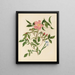 Rose sauvage et herbe aux yeux bleus - Mary Vaux Walcott — framed artwork on a wall