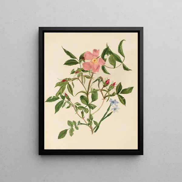 Rose sauvage et herbe aux yeux bleus - Mary Vaux Walcott — framed artwork on a wall