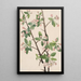 Wild Apple Tree Malus coronaria - Mary Vaux Walcott — framed artwork on a wall