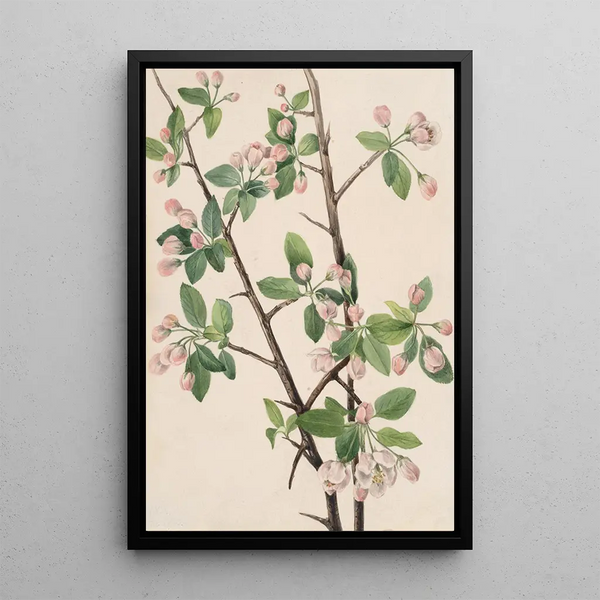 Wild Apple Tree Malus coronaria - Mary Vaux Walcott — framed artwork on a wall