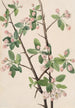 Wild Apple Tree Malus coronaria - Mary Vaux Walcott — artwork view