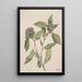 Willow Salix - Mary Vaux Walcott — framed artwork on a wall