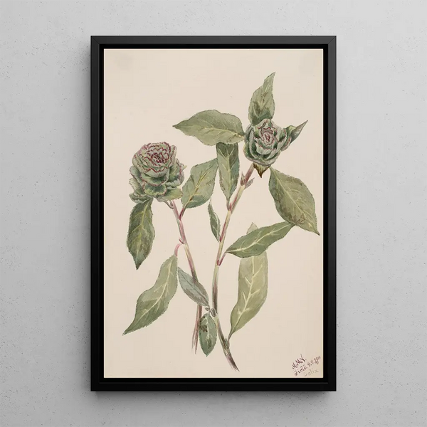 Willow Salix - Mary Vaux Walcott — framed artwork on a wall
