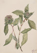 Willow Salix - Mary Vaux Walcott — artwork view