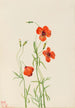 Coquelicot des vents Stylomecon heterophylla - Mary Vaux Walcott — artwork view