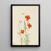Coquelicot des vents Stylomecon heterophylla - Mary Vaux Walcott — framed artwork on a wall