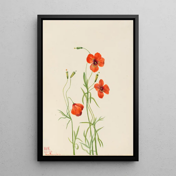 Coquelicot des vents Stylomecon heterophylla - Mary Vaux Walcott — framed artwork on a wall