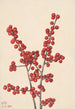Holly verticillé Ilex verticillata - Mary Vaux Walcott — artwork view