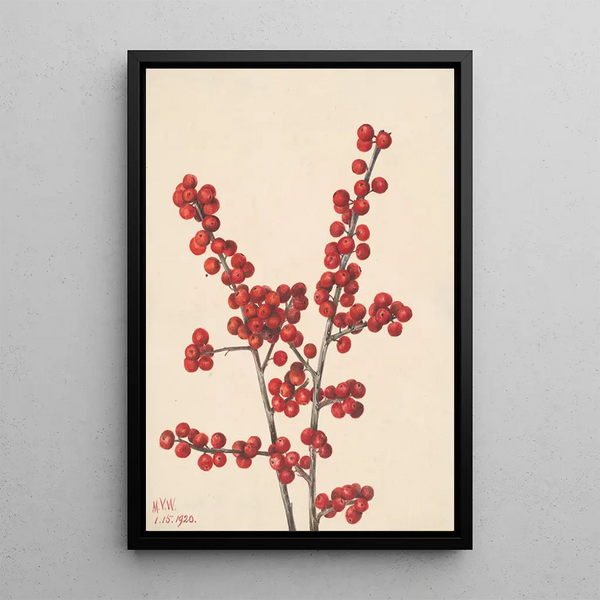 Holly verticillé Ilex verticillata - Mary Vaux Walcott — framed artwork on a wall