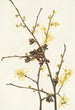Witch Hazel Hamamelis virginiana - Mary Vaux Walcott — artwork view