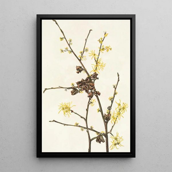 Witch Hazel Hamamelis virginiana - Mary Vaux Walcott — framed artwork on a wall